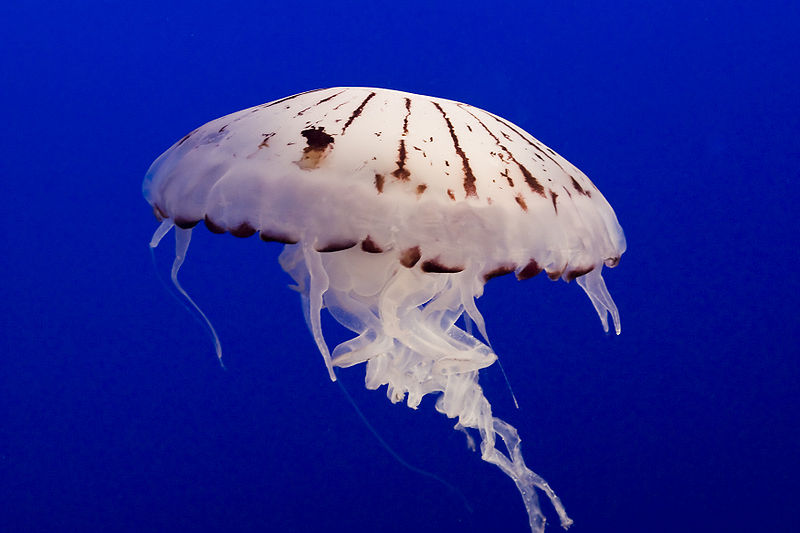 jellyfish-chrysaora-colorata-photo-by-sanjay-acharya